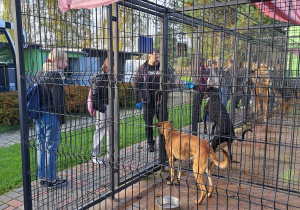 Październik miesiącem dobroci dla zwierząt